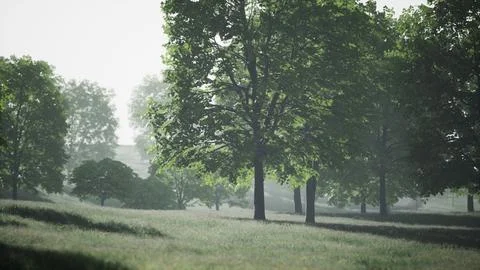 Lush green young leaves of maple illuminated by bright sunlight at spring Stock Illustration