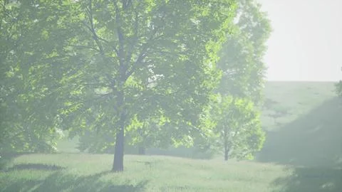 Lush green young leaves of maple illuminated by bright sunlight at spring Stock Illustration