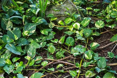 Lush greenery action indoor garden nature vibrant environment close-up view.. Fotos de archivo