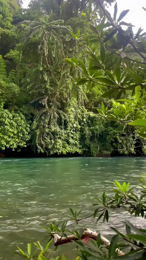Lush Greenery Along a Turquoise River Vídeos de archivo 341317596
