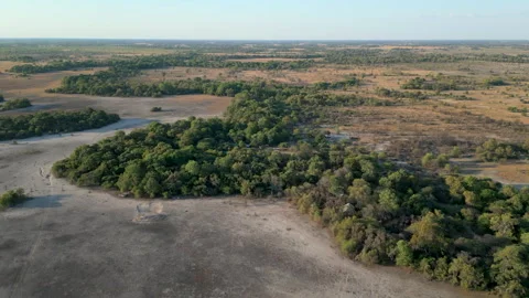 Lush Greenery Amidst the Dry Okavango Delta Landscape Stock Footage 335929200