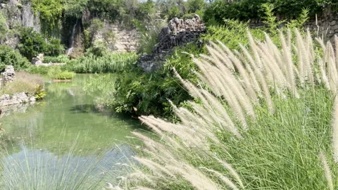 Lush greenery and Crimson grass at edge of pond with waterfall in background. Stock Footage 344906272