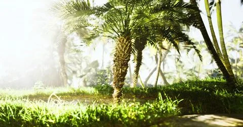 Lush greenery and palm trees bask in sunlight in tropical paradise setting Stock Illustration
