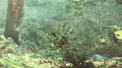 Lush Greenery and Serene Tranquility Invite Exploration in a Vibrant Forest Stock Footage 344899566