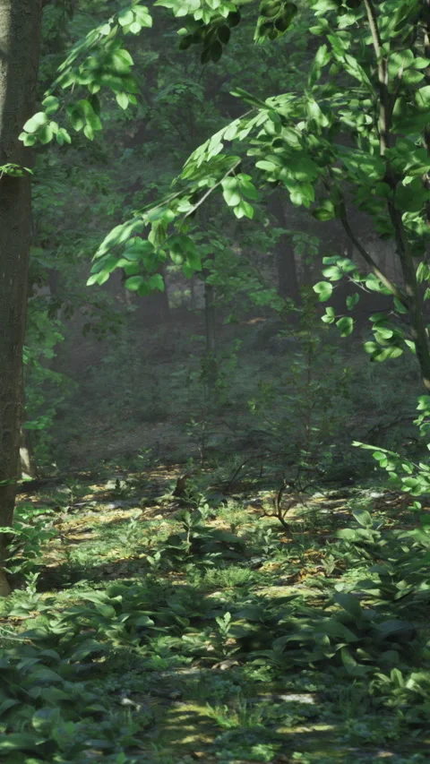 Lush greenery and sunlight create a serene forest scene in springtime Stock Footage 334206226