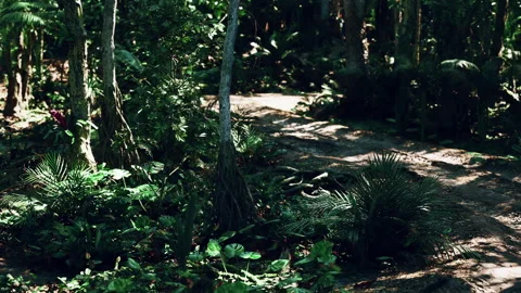 Lush greenery and winding paths in a tropical forest in Paraguay Video stock 315941282