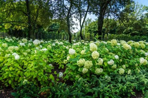 Lush Greenery With Blooming Hydrangeas in a Tranquil Garden Setting During Stock Photos