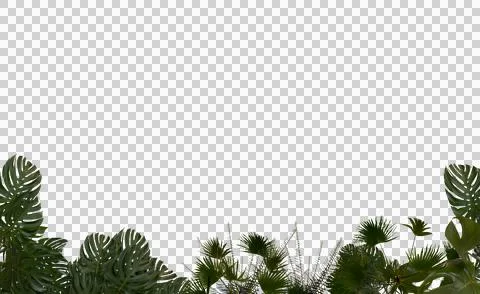 Lush greenery border Foto stock