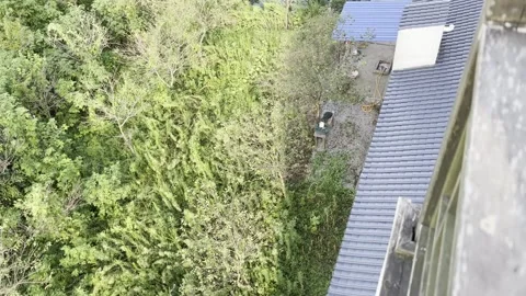 Lush Greenery by a Calm Riverbank Vídeo Stock 343877547