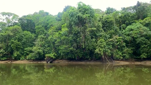Lush Greenery by the Calm Waters Stock-Footage 330278671