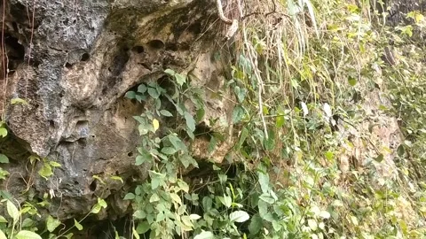 Lush Greenery Carpet Stock Footage 330274204