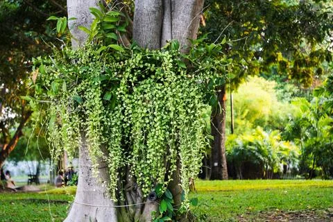 Lush greenery cascading from a tree trunk urban park nature vibrant environ.. Fotos de archivo