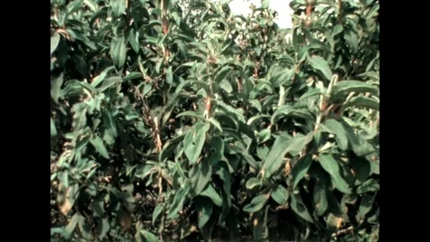 Lush Greenery Close-Up Stock Footage 278240549