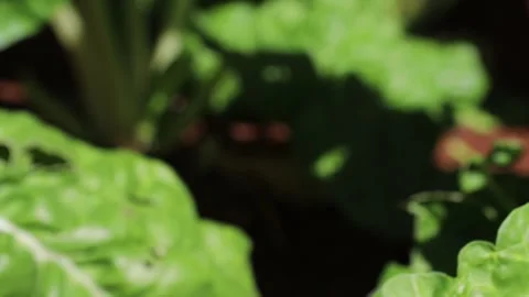 Lush Greenery: Close-Up on Fresh Spinach in the Garden Stock Footage 273632403