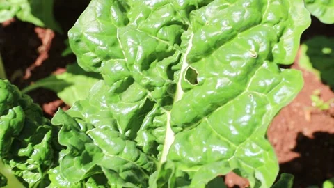 Lush Greenery: Close-Up on Fresh Spinach in the Garden Stock Footage 273632413