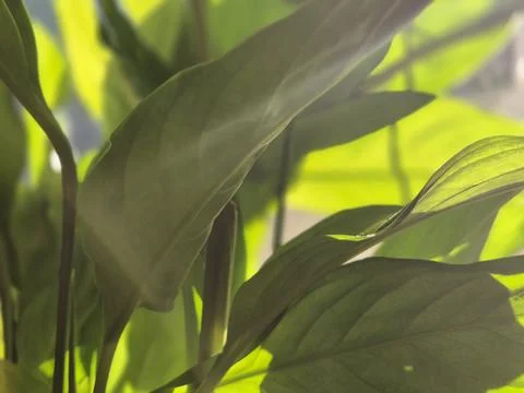 Lush Greenery: Close-Up View of Tree and Plant Leaves Stock Photos