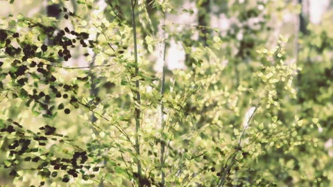 Lush Greenery Dancing Under a Gentle Breeze in a Vibrant Garden Stock Footage 346693679