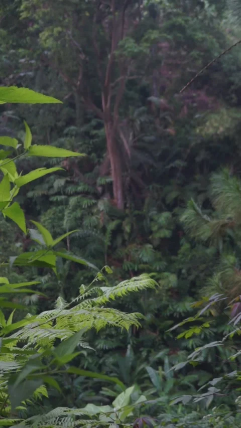 Lush Greenery in Dense Tropical Forest with Vivid Foliage Stock Footage 293487212