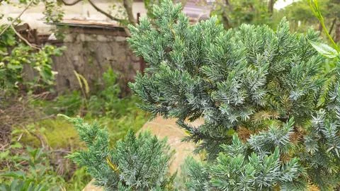 A Lush Greenery Display in a Tranquil Backyard with a Variety of Diverse Plants Stock Photos