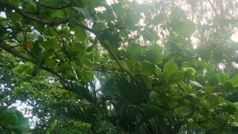 A Lush Greenery Displayed in a Beautiful Sunlit Forest Canopy, Inviting Stock Footage 313819641