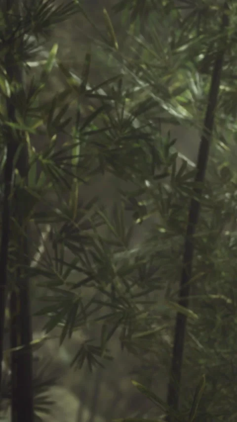 Lush greenery envelops the serene path in a tranquil forest setting Stock Footage 334257441