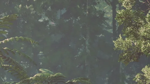 Lush greenery fills the forest with trees and ferns under soft light Stock Footage 342037634