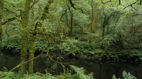 Lush greenery forest Видео 143352699