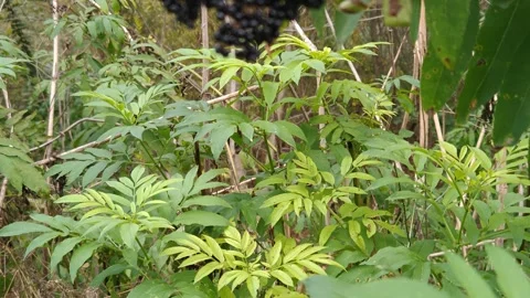 The lush greenery of forest plants 動画素材 317116802