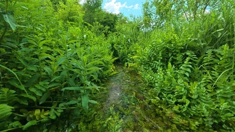 Lush greenery frames a narrow, shallow stream. Vrmdza Lake hike. Serbia Vídeos de archivo 338023486