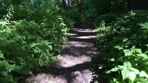 Lush greenery frames a quiet forest path. Sunlight filters through leafy ca.. Stock Footage 340040784