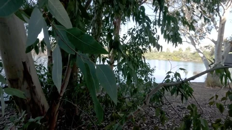 Lush greenery frames serene riverside view near a tranquil water Stock Footage 301304239