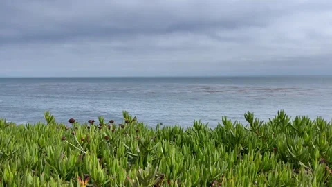 Lush Greenery in Front of Slow Motion Sea Moving in The Background Video stock 249271659