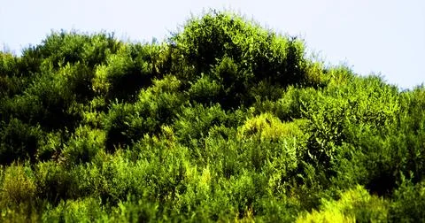 Lush greenery on hillside under clear blue sky during daylight hours Stock Illustration