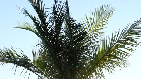 Lush greenery of a palm tree against the sky on a sunny day Stock Footage 217525550