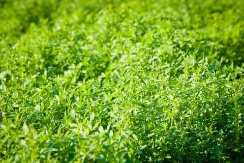 Lush greenery 스톡 사진