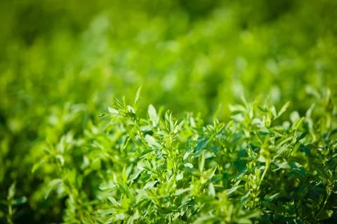 Lush greenery 스톡 사진