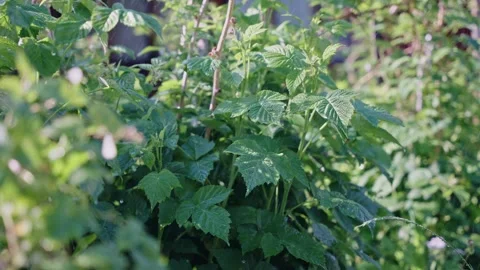 The Lush Greenery of Raspberry Plants Found in a Vibrantly Colorful and Stock Footage 312074854