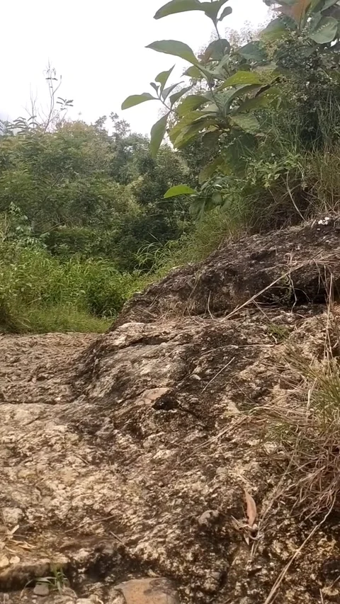 Lush Greenery on a Rugged Hillside Stock Footage 329557753