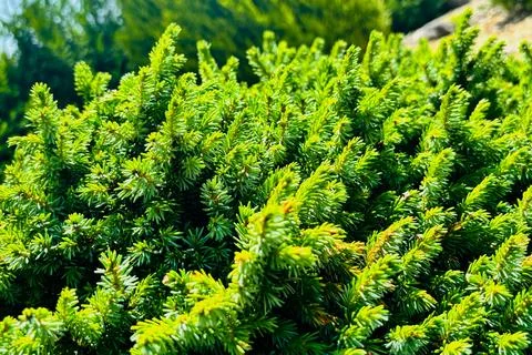 Lush Greenery in Sunlight. Stock Photos