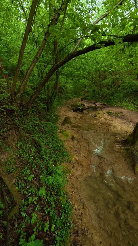 Lush greenery surrounds a gentle, flowing stream. Sokobanja, Serbia. Vertical Stock Footage 335953641