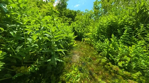 Lush greenery sways gently in forested path. Vrmdza Lake hike. Serbia Stock Footage 338023572