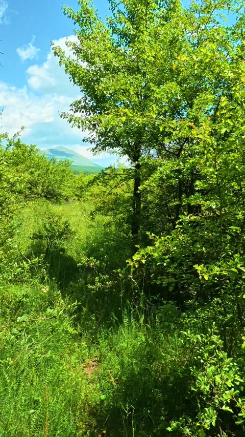 Lush greenery sways under bright blue skies. Vrmdza Lake, Serbia. Vertical Stock Footage 338029614