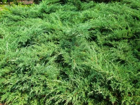 Lush Greenery Texture Stock Photos