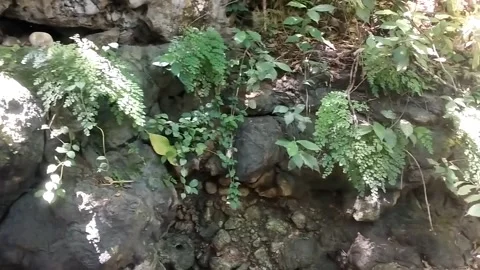 Lush Greenery on a Textured Stone Wall Stock Footage 331106838