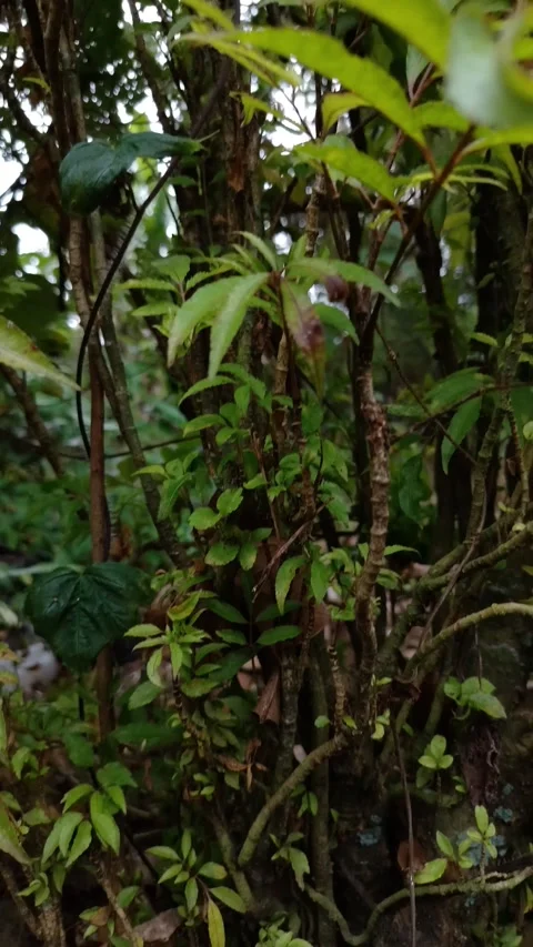 Lush greenery thrives in dense tropical forest undergrowth Stock Footage 331442899