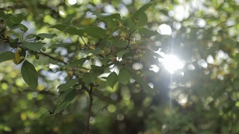 Lush Greenery Tree with Sun Shining Through Leaves Stock Footage