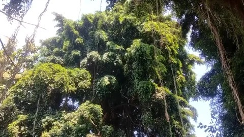 The Lush Greenery of a Tropical Forest Stock-Footage 331934832