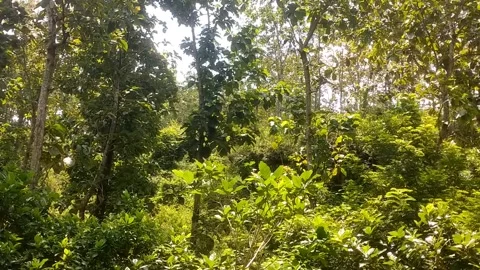 The Lush Greenery of a Tropical Forest Stock Footage 332474619