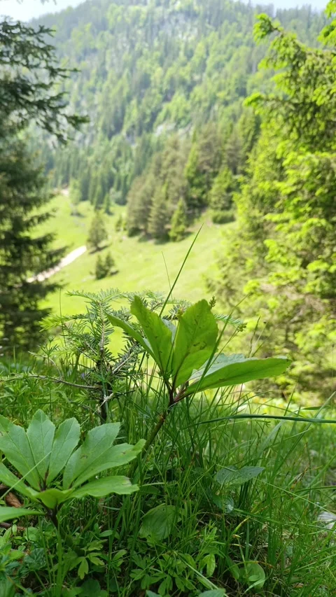 Lush greenery in the Tyrolean Alps with vibrant plants and mountain scenery Stock-Footage 310983034