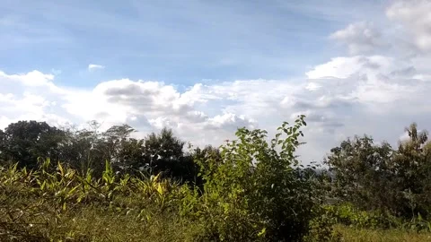 Lush Greenery Under a Bright Sky 库存影片 332602089